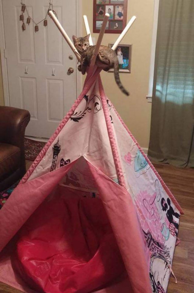 Cats Don't Care About Gifts (22 pics)