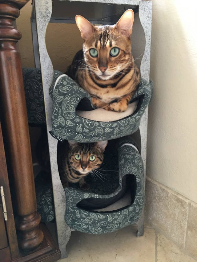 Cats Don't Care About Gifts (22 pics)
