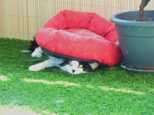Cats Don't Care About Gifts (22 pics)