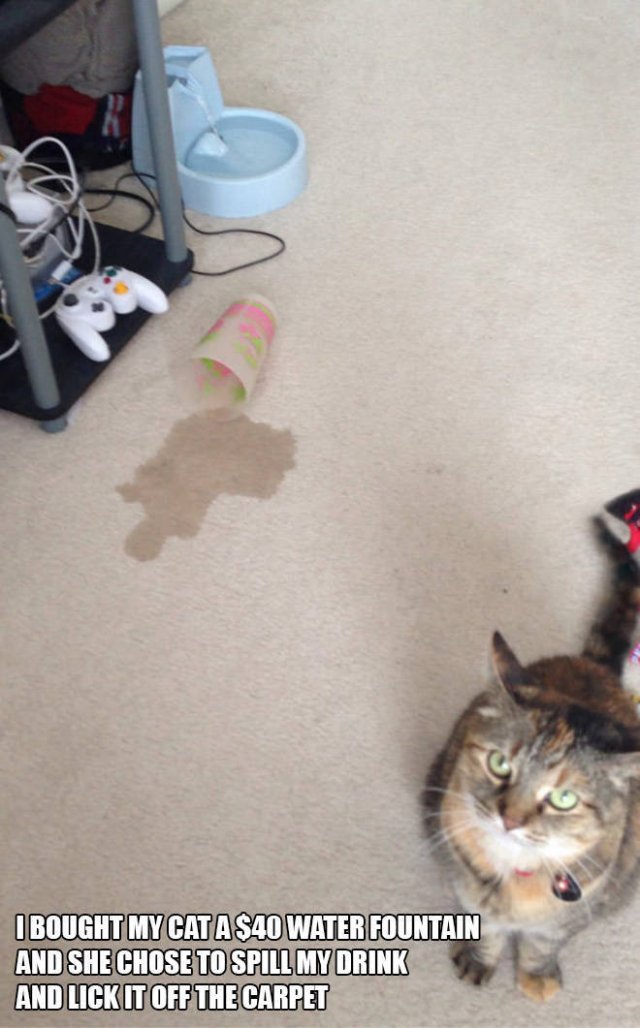 Cats Don't Care About Gifts (22 pics)