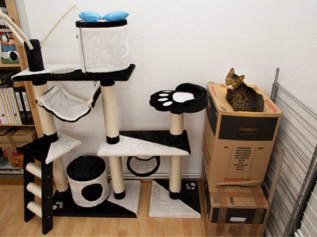 Cats Don't Care About Gifts (22 pics)