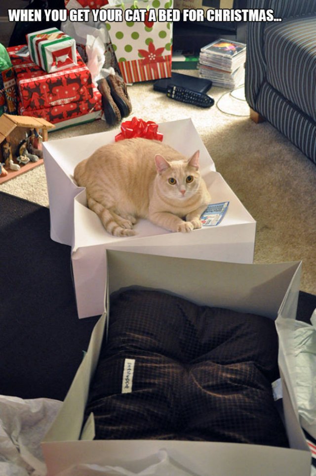 Cats Don't Care About Gifts (22 pics)