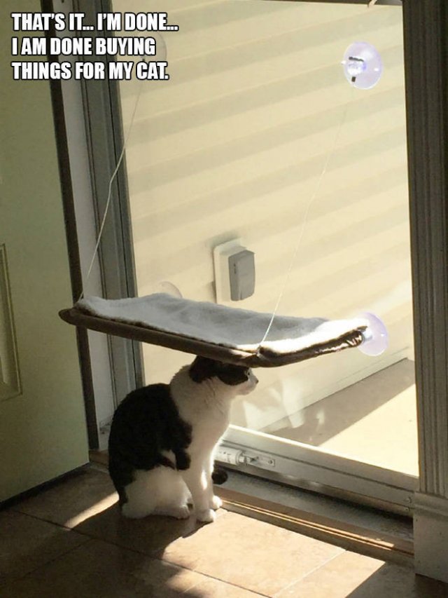 Cats Don't Care About Gifts (22 pics)