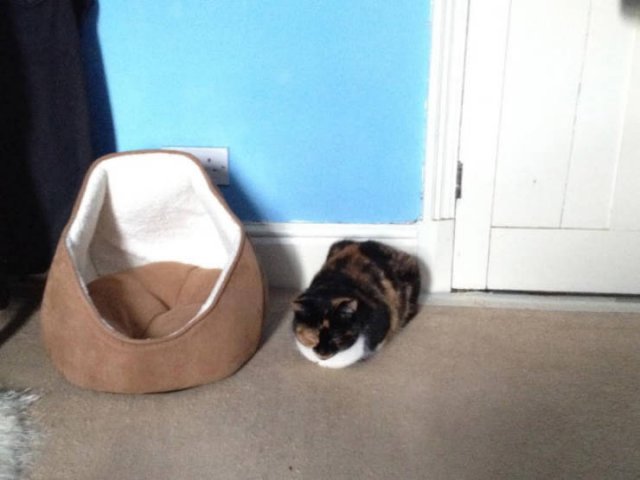 Cats Don't Care About Gifts (22 pics)