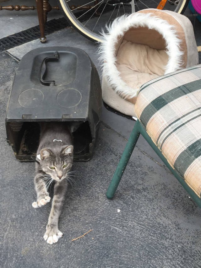 Cats Don't Care About Gifts (22 pics)