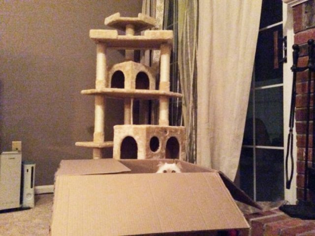Cats Don't Care About Gifts (22 pics)