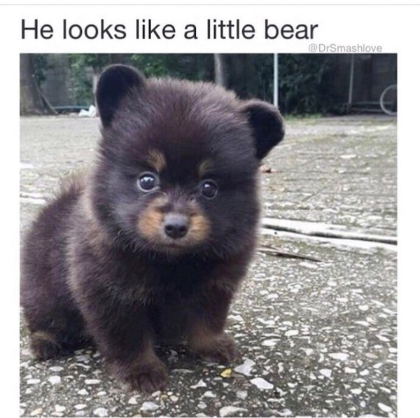 Memes With Dogs (28 pics)