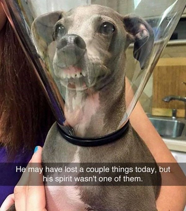 Memes With Dogs (28 pics)