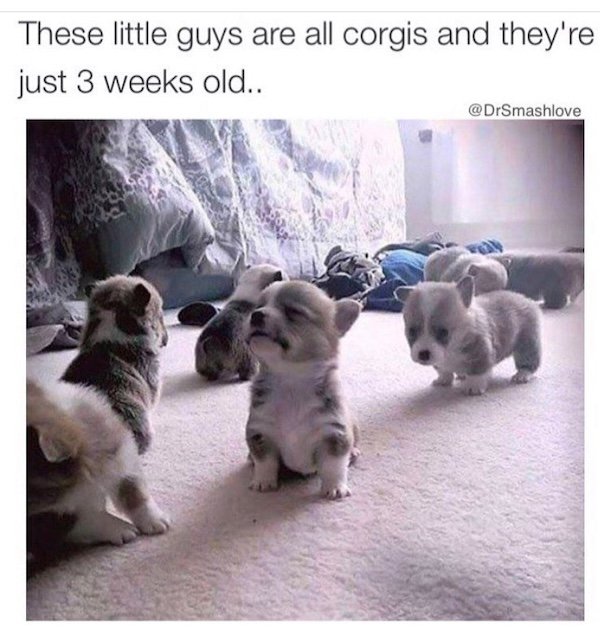 Memes With Dogs (28 pics)
