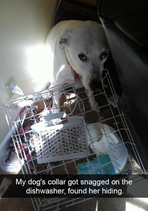 Memes With Dogs (28 pics)