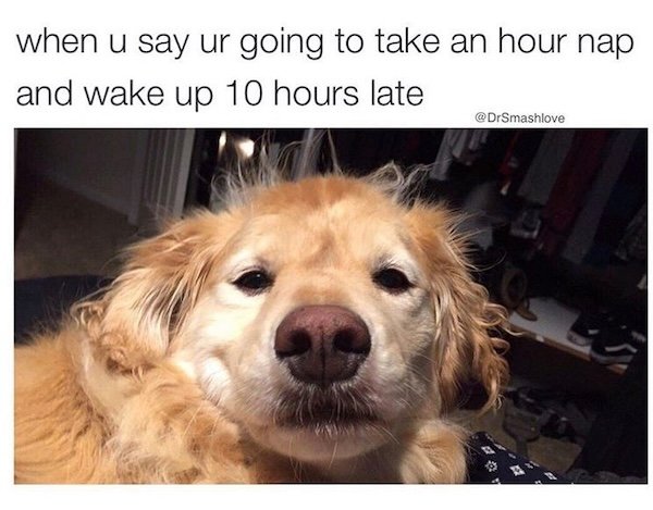 Memes With Dogs (28 pics)