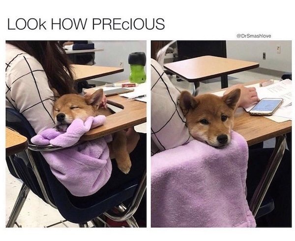 Memes With Dogs (28 pics)