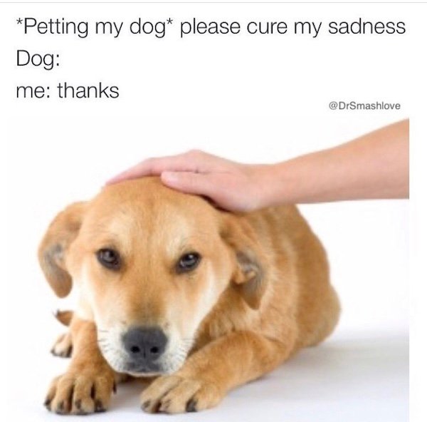 Memes With Dogs (28 pics)
