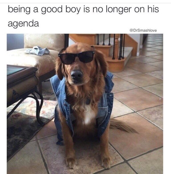 Memes With Dogs (28 pics)