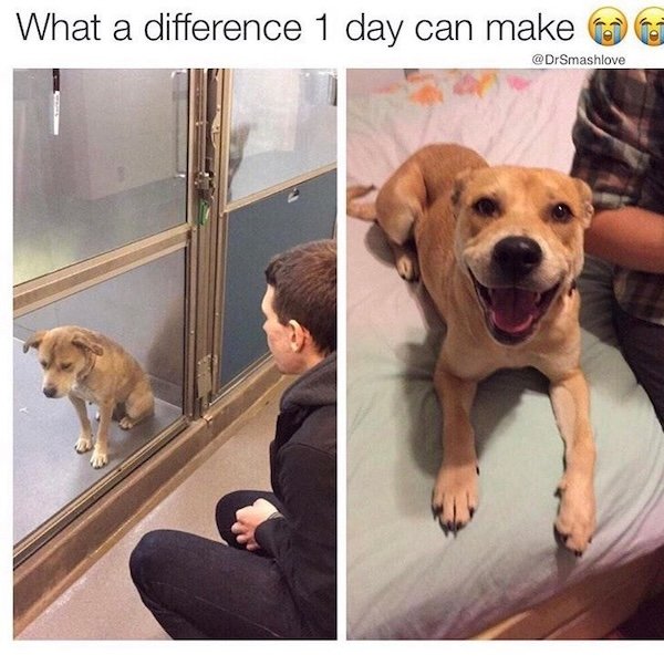 Memes With Dogs (28 pics)