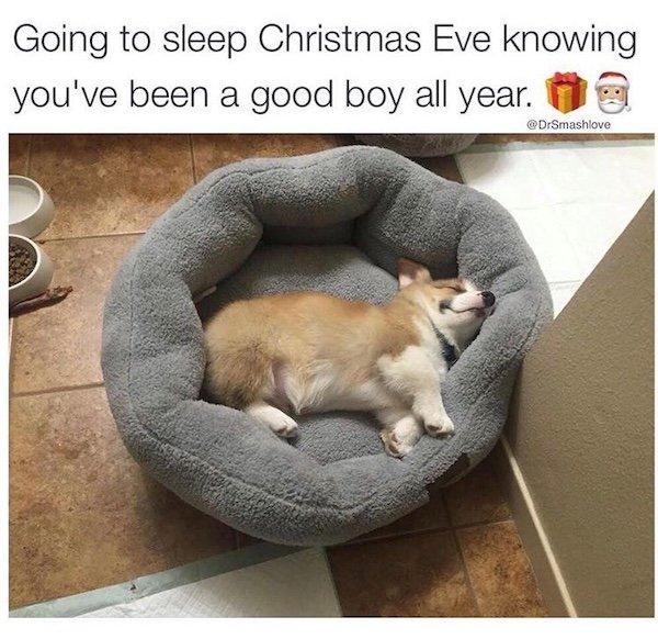 Memes With Dogs (28 pics)