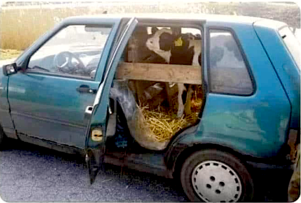 What Is Going On Here? (41 pics)