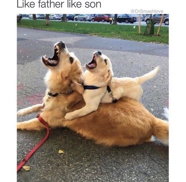 Memes With Dogs (28 pics)