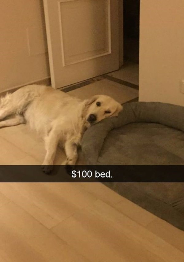 Memes With Dogs (28 pics)