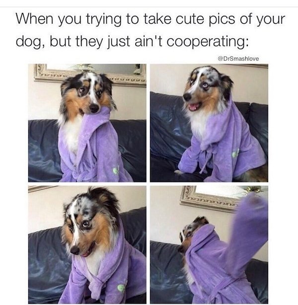 Memes With Dogs (28 pics)