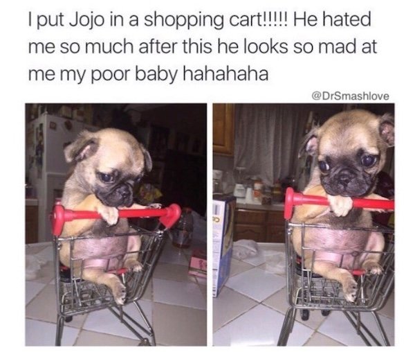 Memes With Dogs (28 pics)