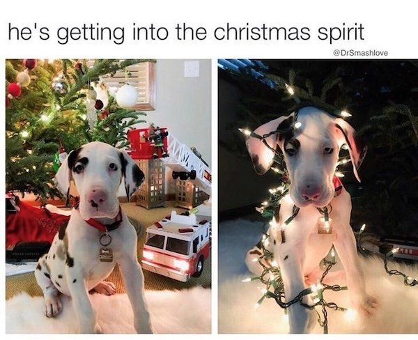 Memes With Dogs (28 pics)