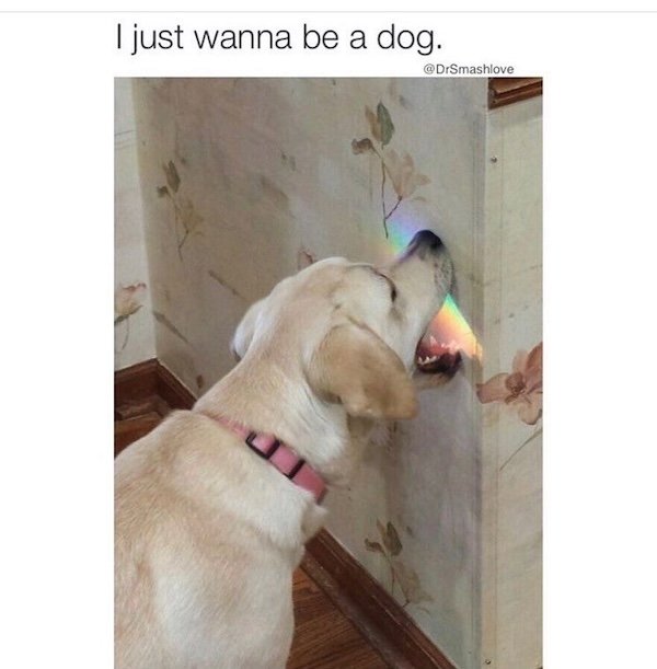 Memes With Dogs (28 pics)