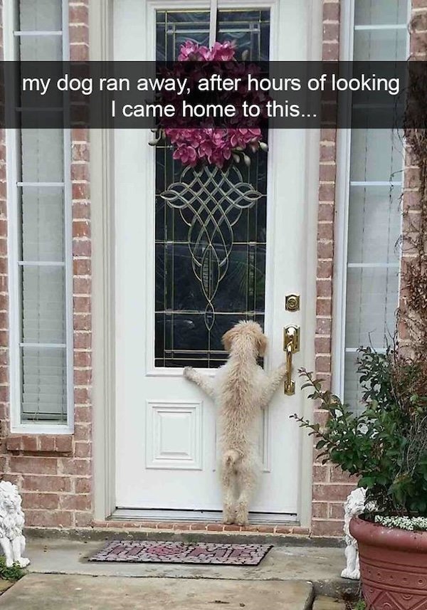 Memes With Dogs (28 pics)
