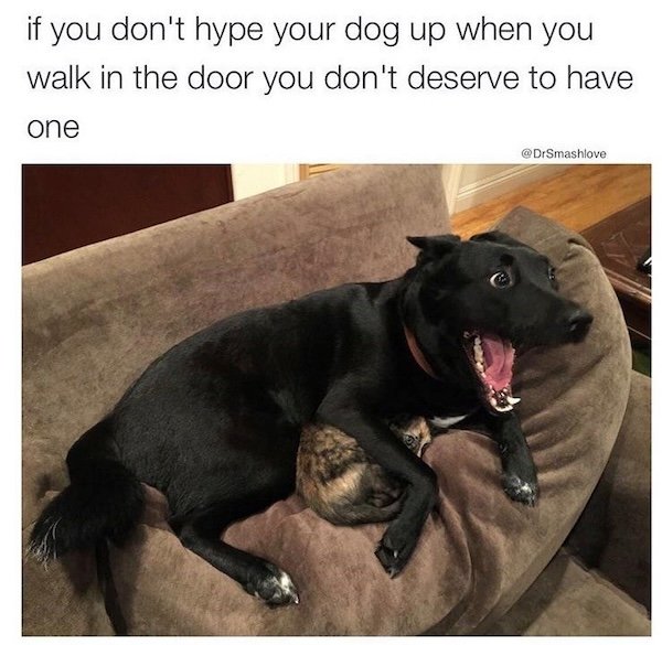 Memes With Dogs (28 pics)
