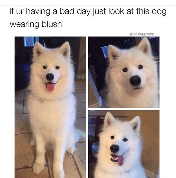 Memes With Dogs (28 pics)