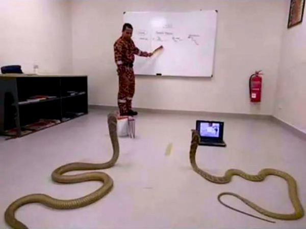 What Is Going On Here? (41 pics)