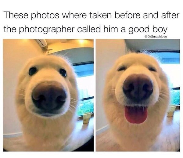 Memes With Dogs (28 pics)