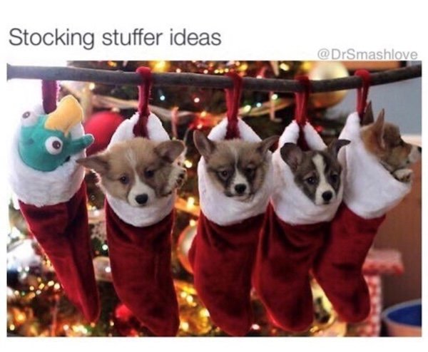 Memes With Dogs (28 pics)