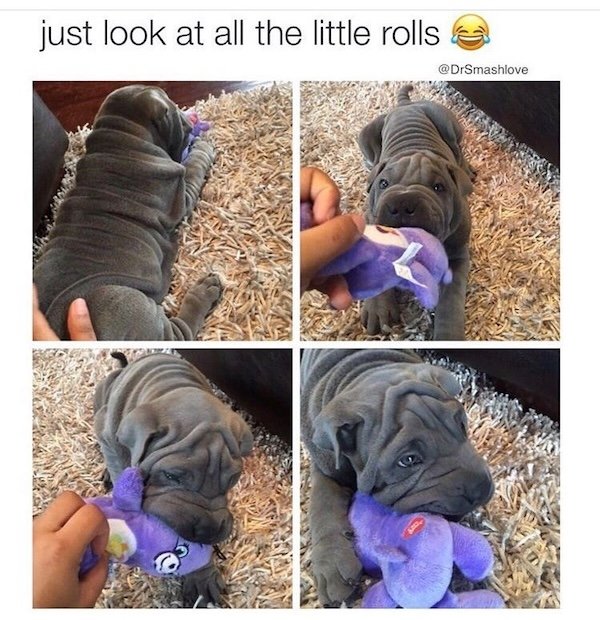 Memes With Dogs (28 pics)