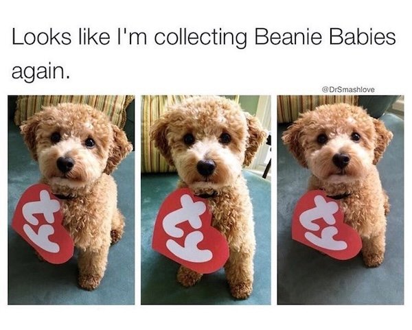 Memes With Dogs (28 pics)