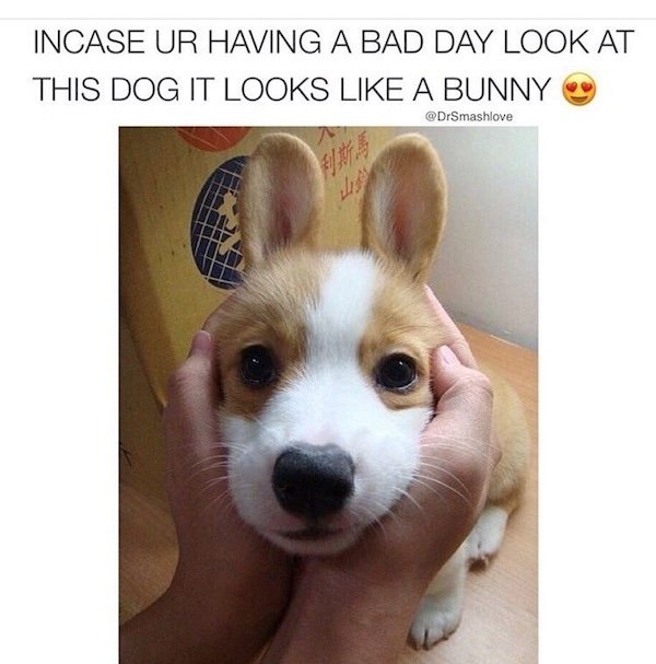 Memes With Dogs (28 pics)