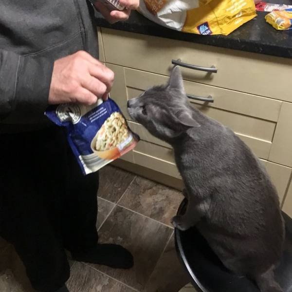 They Didn't Want Pets (21 pics)