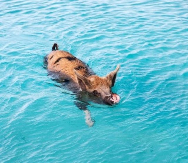 Funny Animals (17 pics)