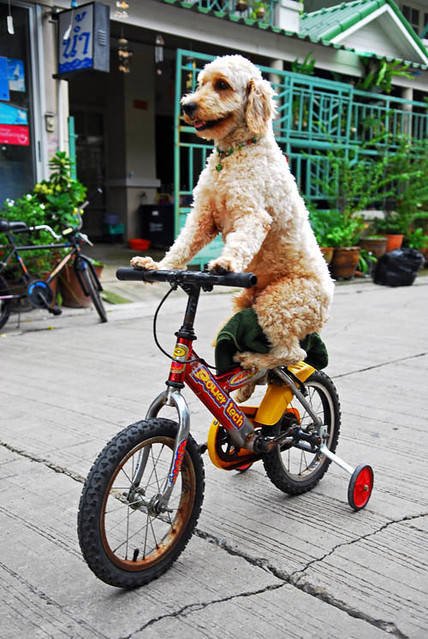 Funny Animals (17 pics)