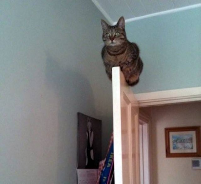Funny Animals (17 pics)