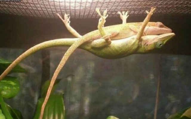 Funny Animals (17 pics)