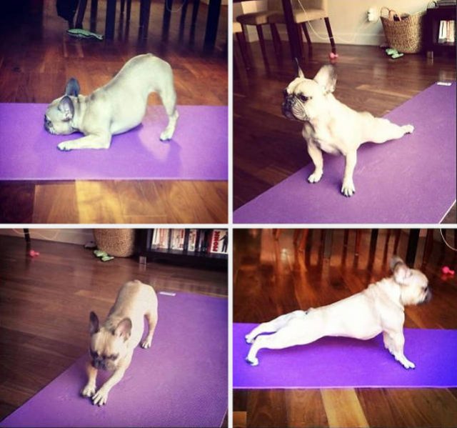 Funny Animals (17 pics)