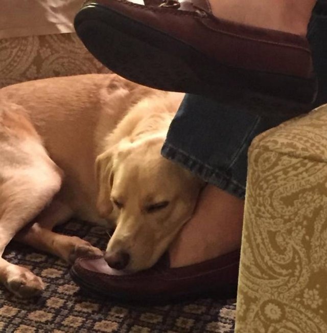 They Didn't Want Pets (21 pics)