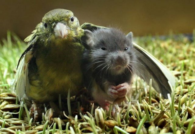 Funny Animals (17 pics)