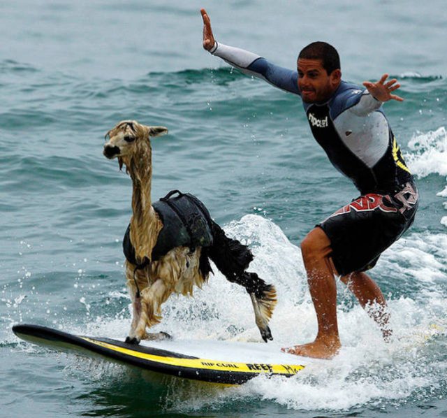 Funny Animals (17 pics)