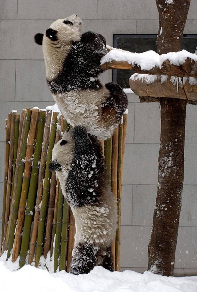 Funny Animals (17 pics)