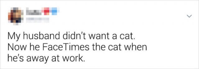 They Didn't Want Pets (21 pics)