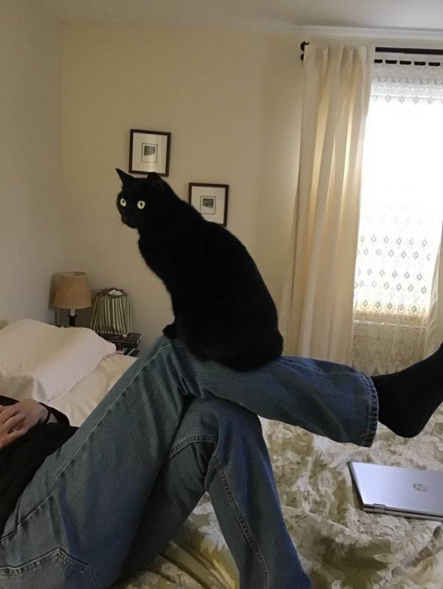 They Didn't Want Pets (21 pics)