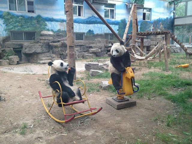 Funny Animals (17 pics)