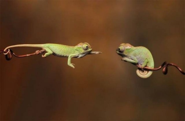 Funny Animals (17 pics)